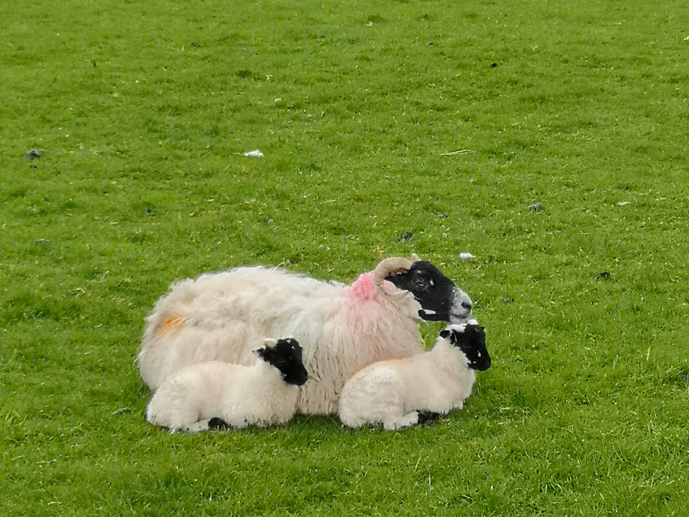 Schafe auf dem West Highland Way in Schottland