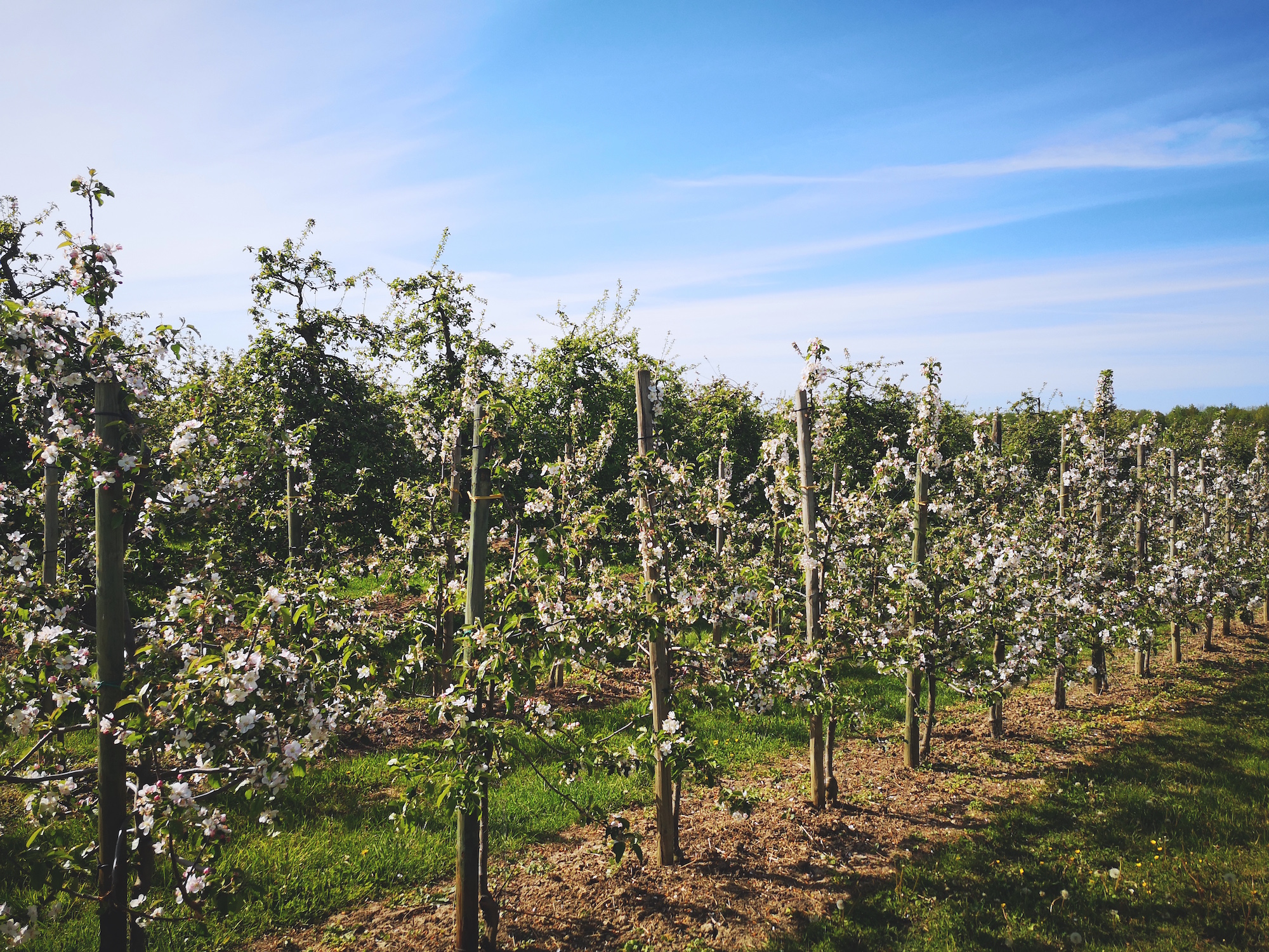 Wandern in Hamburg: Zur Apfelblüte an die Alte Süderelbe