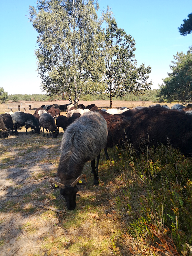 Schafe auf dem Heidschnuckenweg