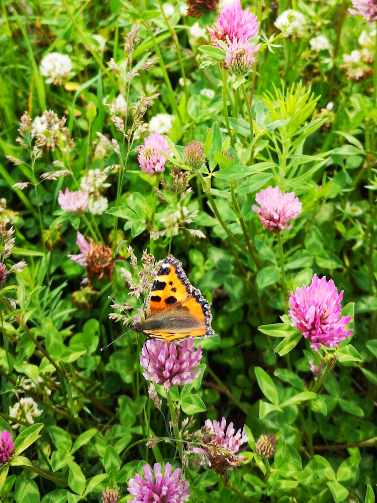 Schmetterling in den Wildblumen