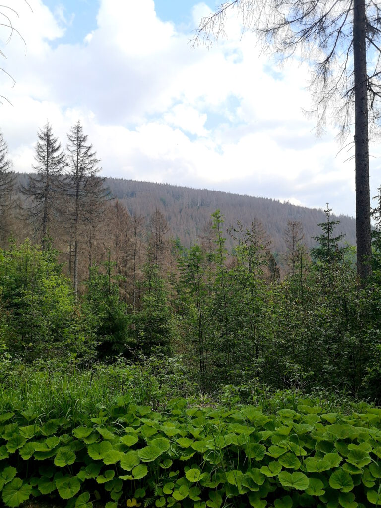 Harzwald