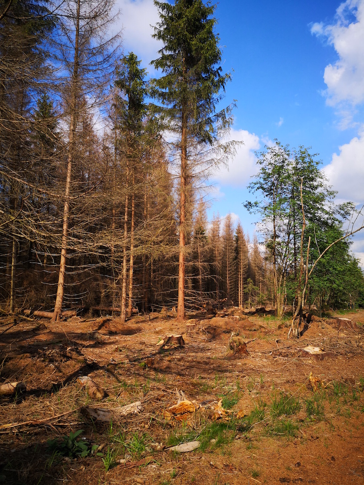 Klimawandel im Harz
