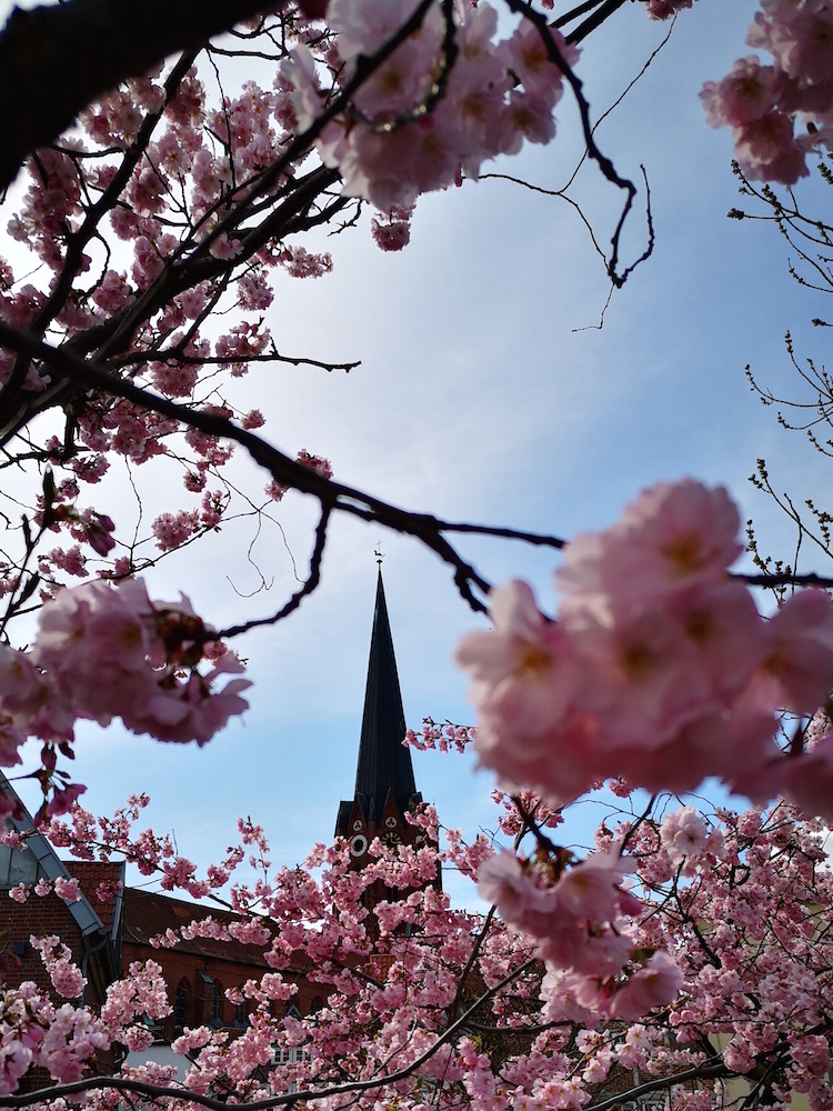 Kirschblüte in Buxtehude