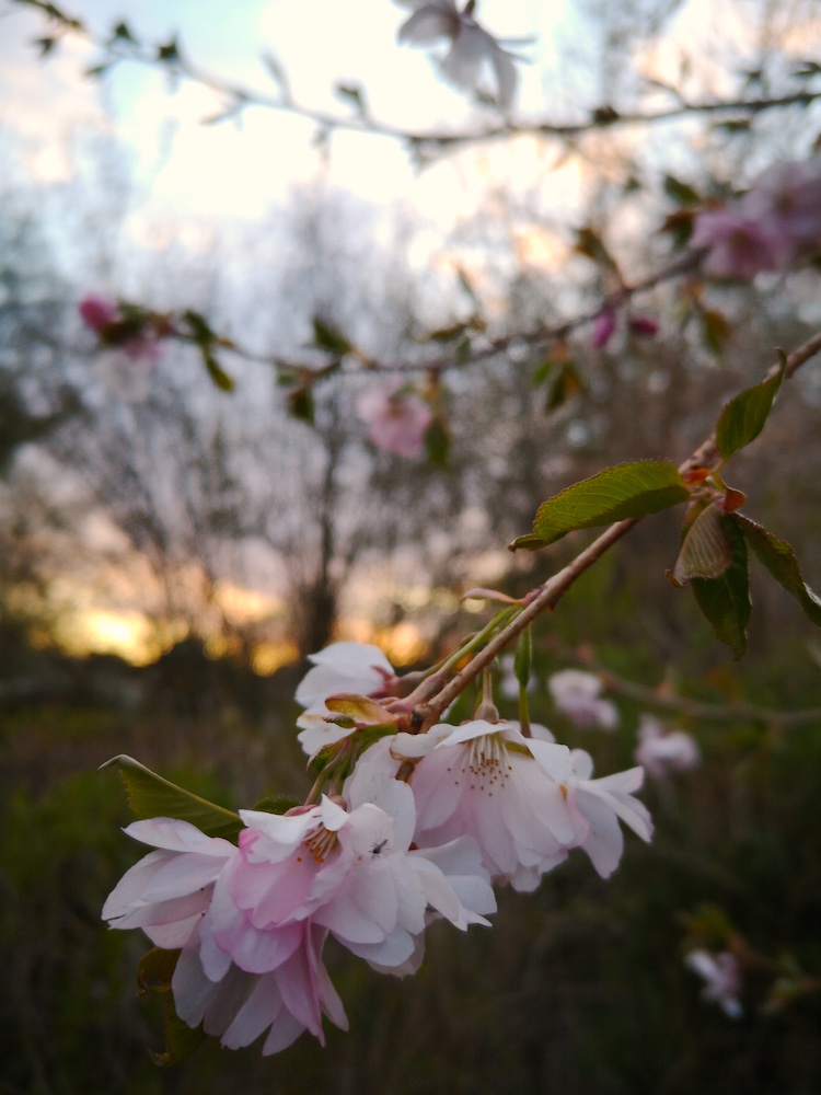 Kirschblüte im Sonnenuntergang