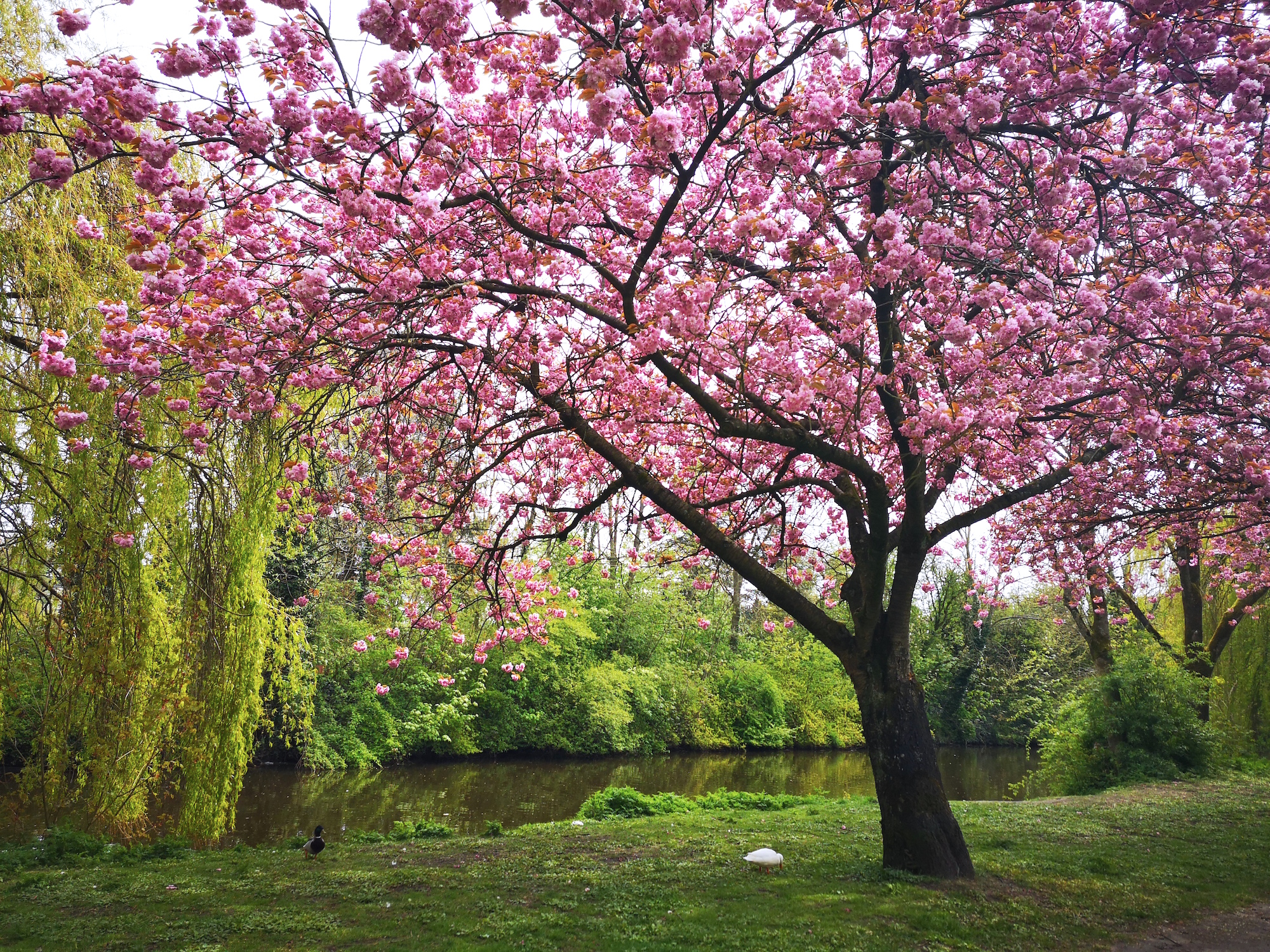 Kirschblüte in Ostfriesland