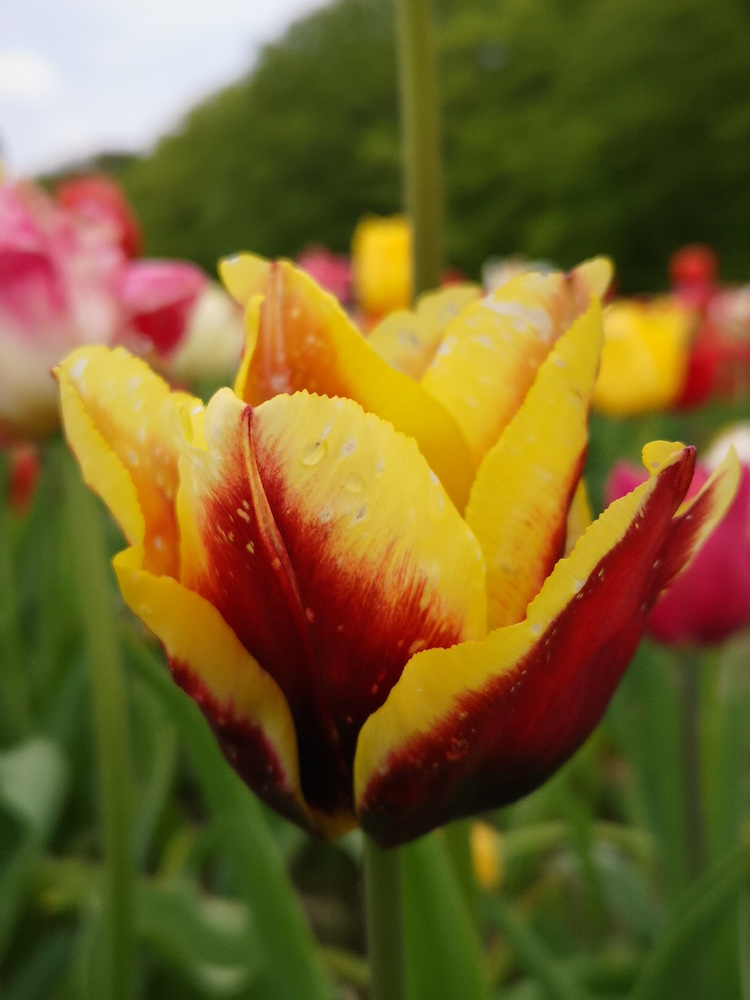 Eine der vielen zweifarbigen Tulpen