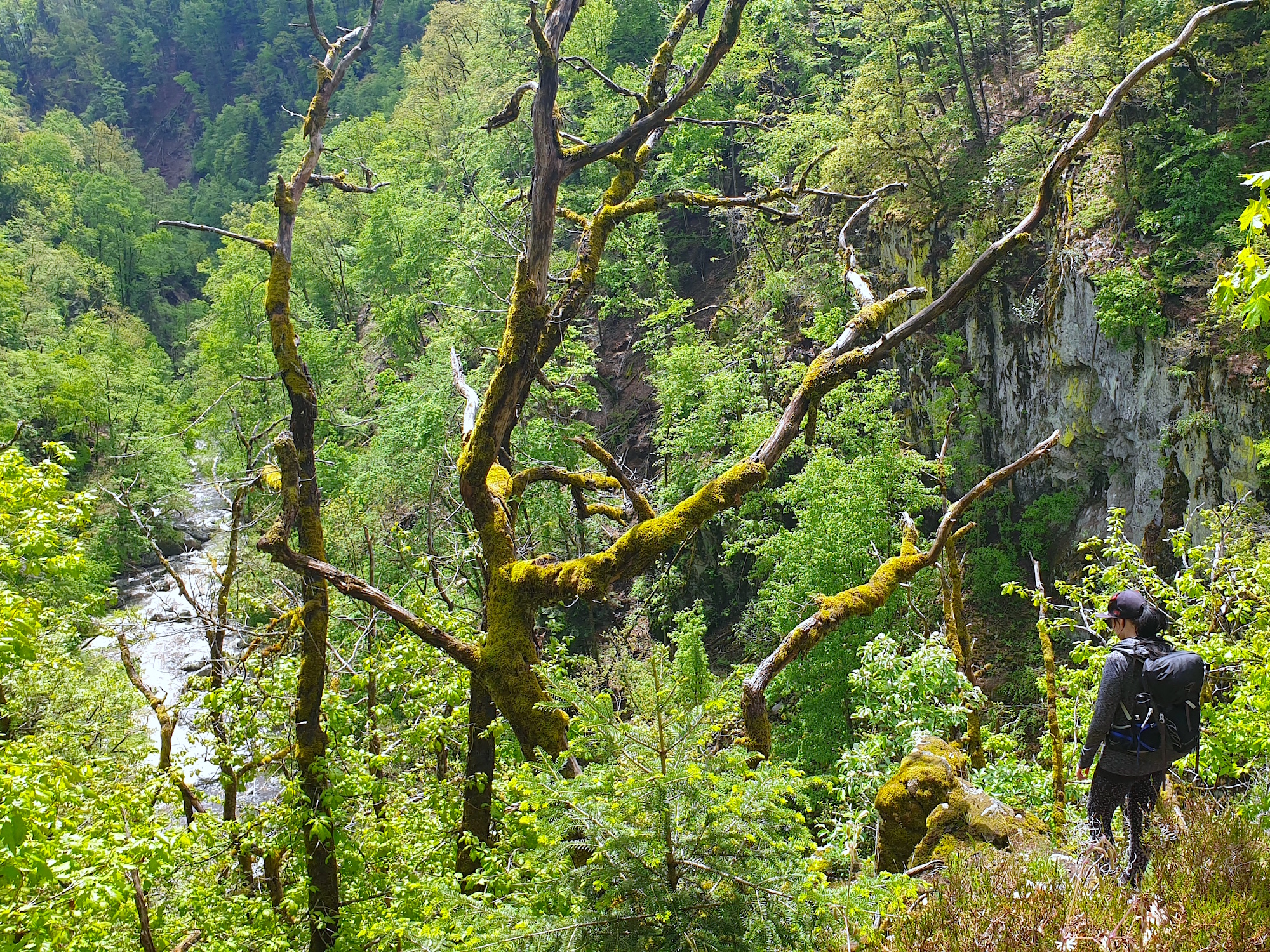 Wandern auf dem Albsteig Schwarzwald: Wasserfälle, Schluchten und ganz viel Ruhe