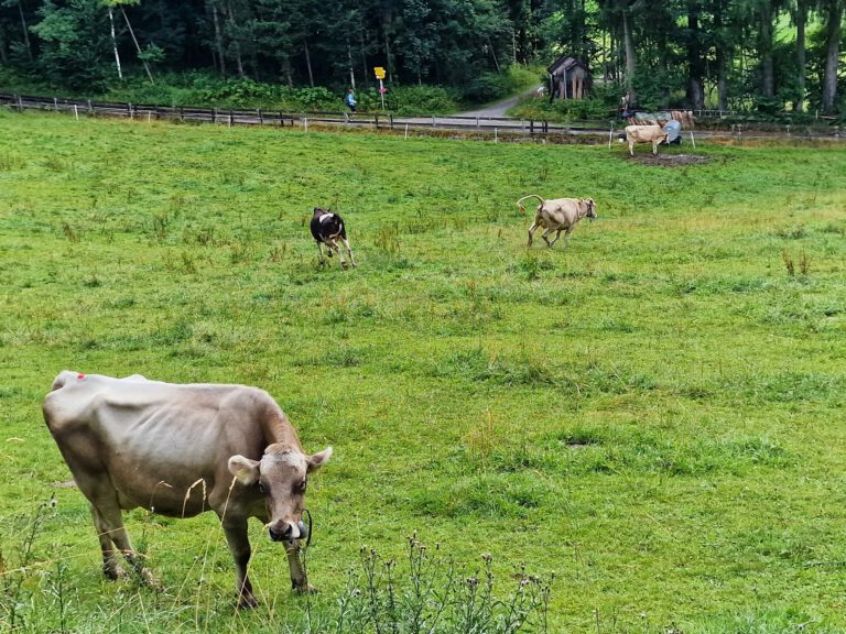 Die Kühe am Wegesrand sind heute besonders übermütig