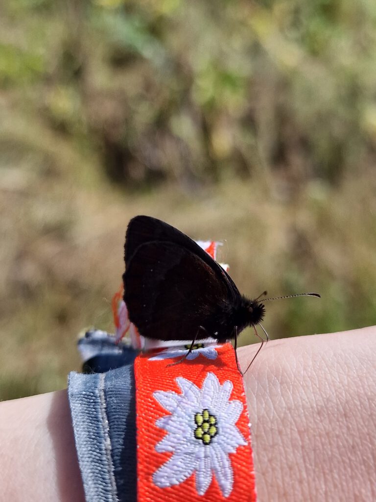 Schmetterlingsbesuch