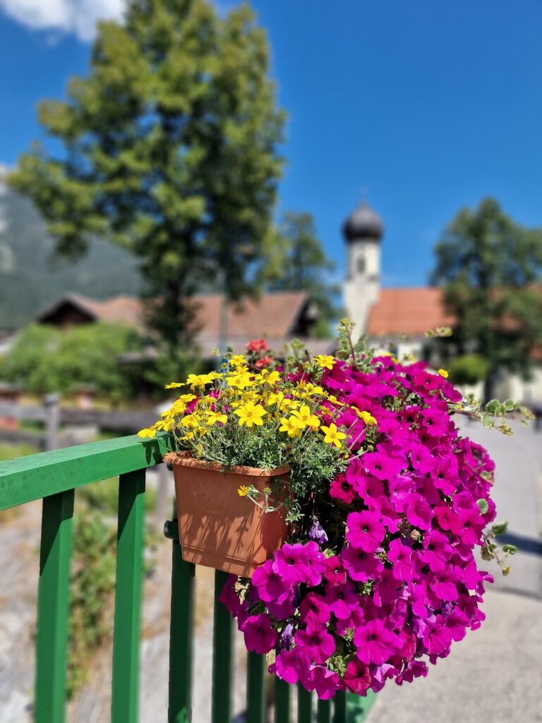 Blütenpracht in Weißenbach