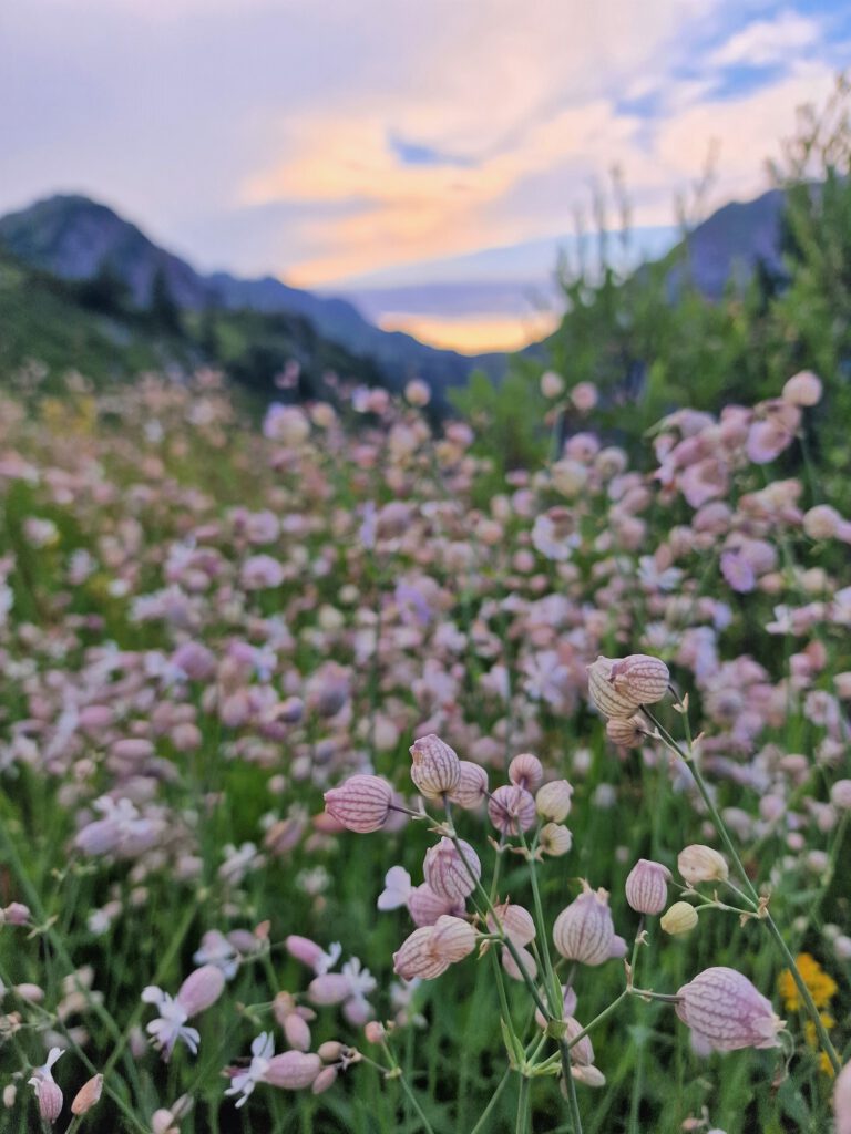 Wildblumen und Sonnenuntergang