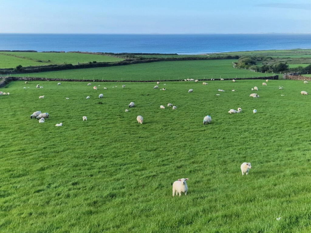 Schafe in Irland