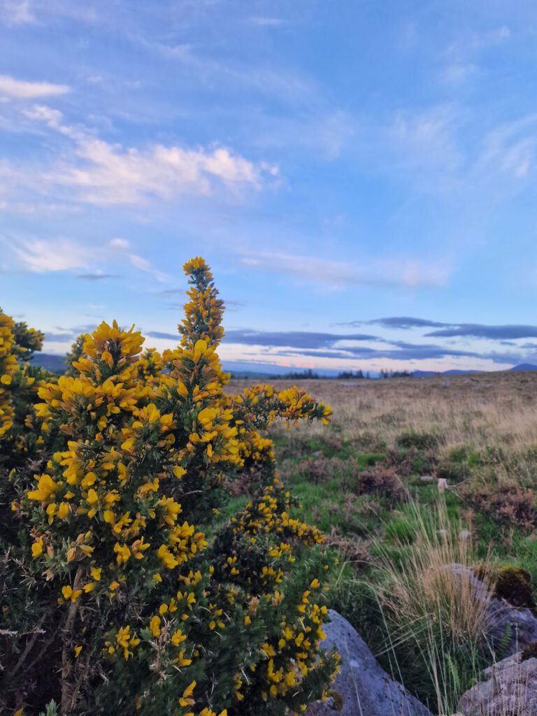 Ginster im Killarney National Park