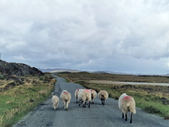 Wild Atlantic Way: Ein Irland-Roadtrip zwischen Küste und Bergen
