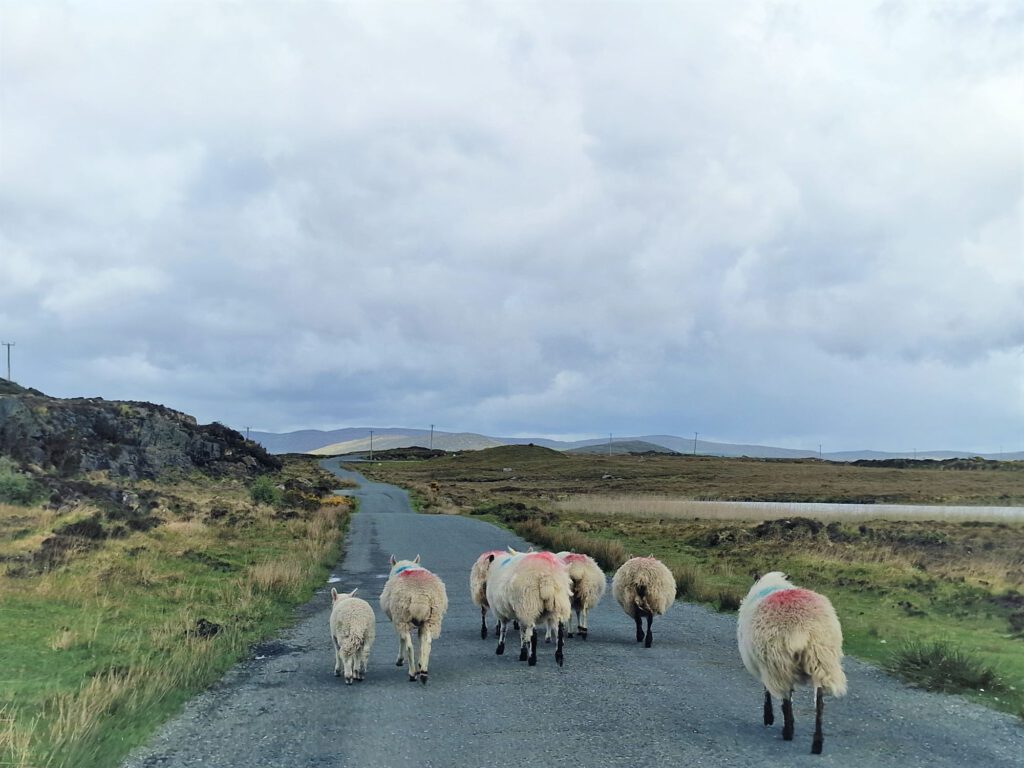 Schafe auf dem Wild Atlantic Way