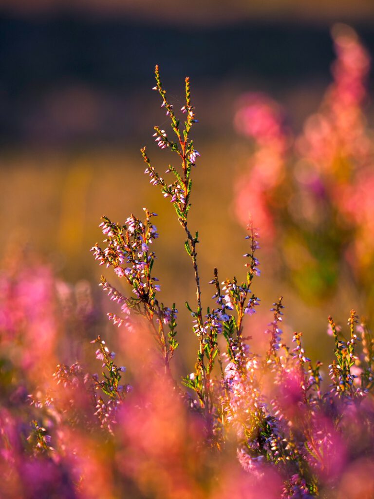 Heideblüte Fischbeker Heide