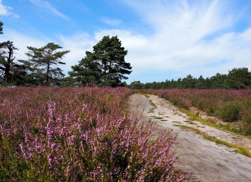 Heideblüte in der Misselhorner Heide