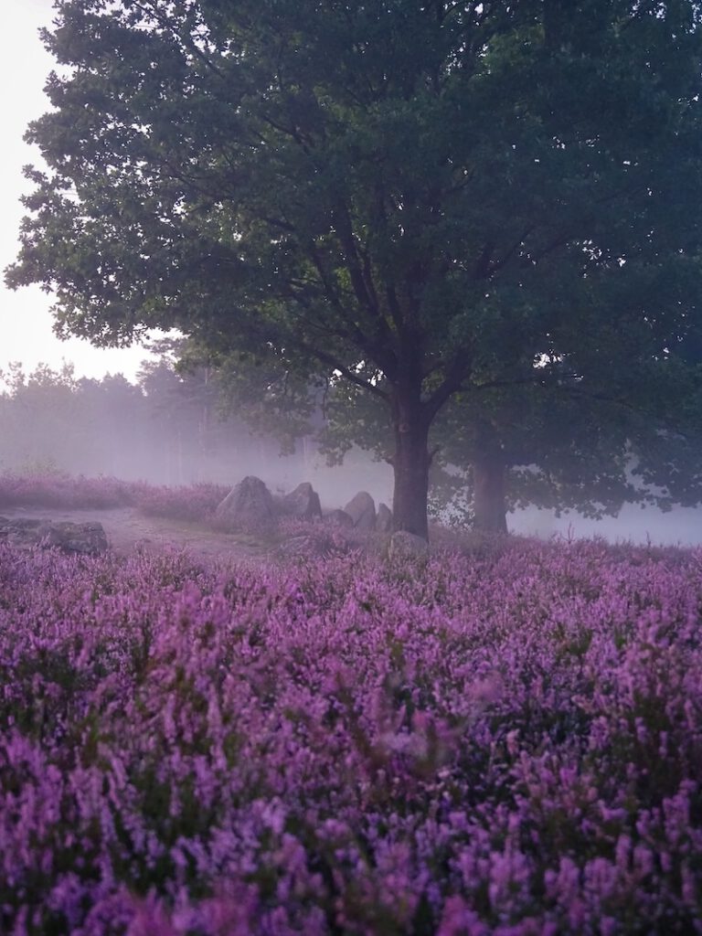 Oldendorfer Totenstatt im Morgennebel