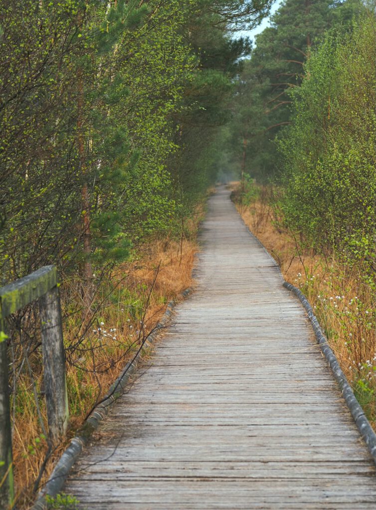 Mystische Pfade im Pietzmoor