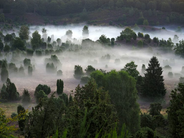 Morgennebel am Totengrund