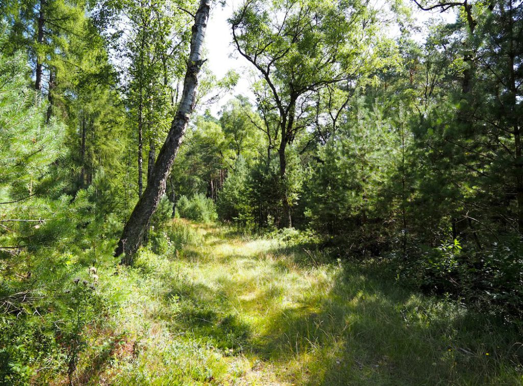 Waldweg in der Südheide