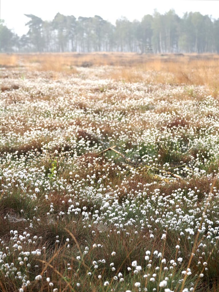 Wollgras im Pietzmoor