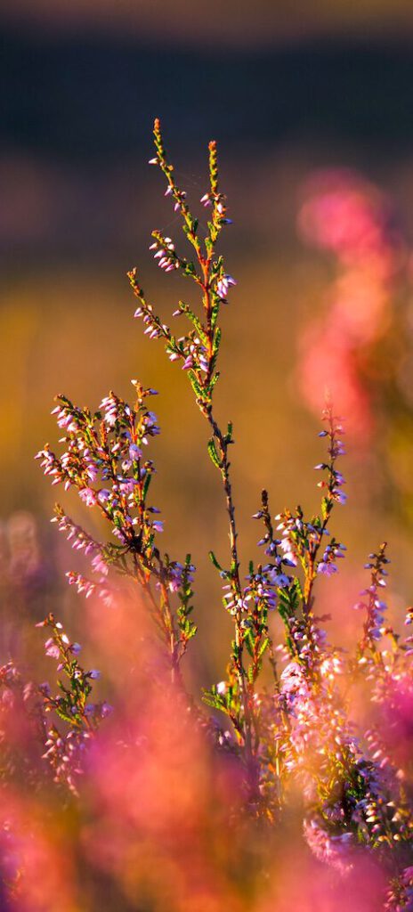 Heideblüte