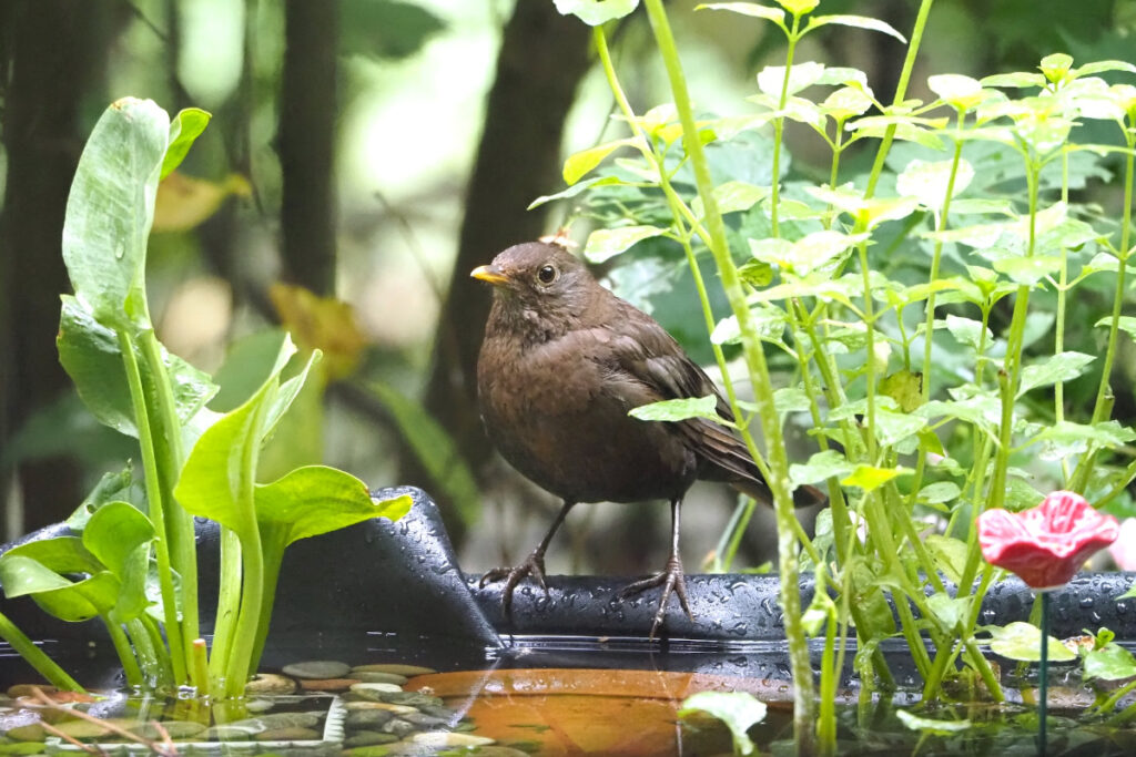 Amsel am Teich