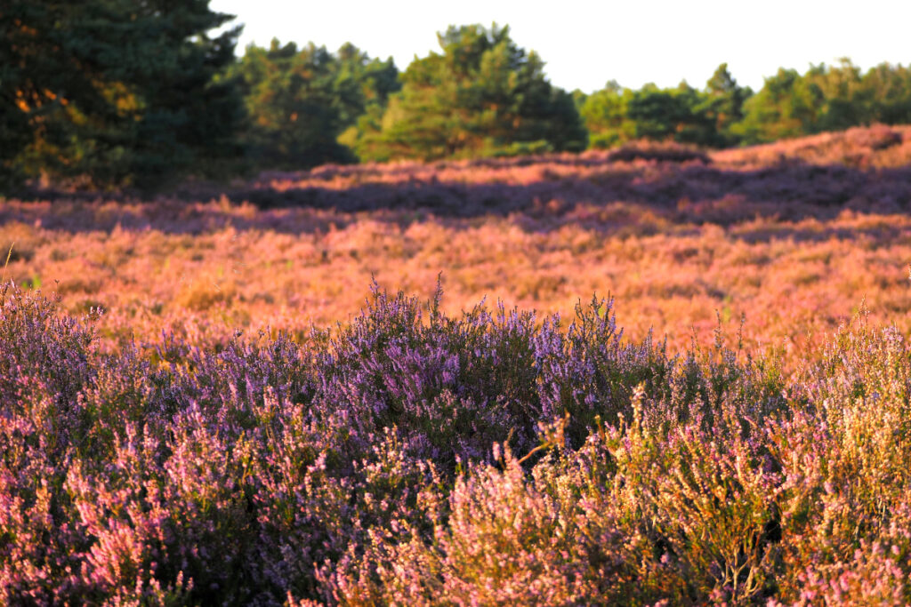 Fischbeker Heide 2025
