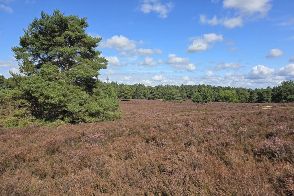 Fischbeker Heide 2026