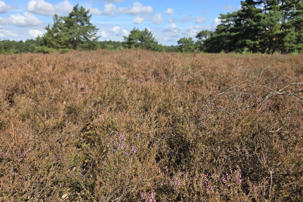 Braune Stellen in der Fischbeker Heide