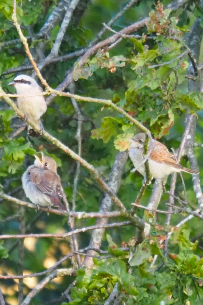 Neuntöter-Familie: Männchen mit Jungvögeln