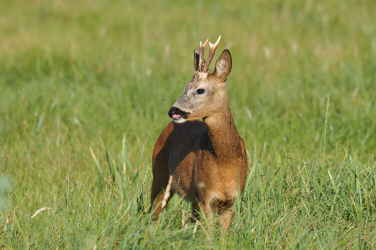 Reh im Feld