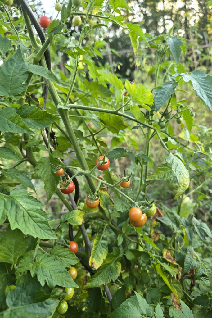 Tomatenstrauch