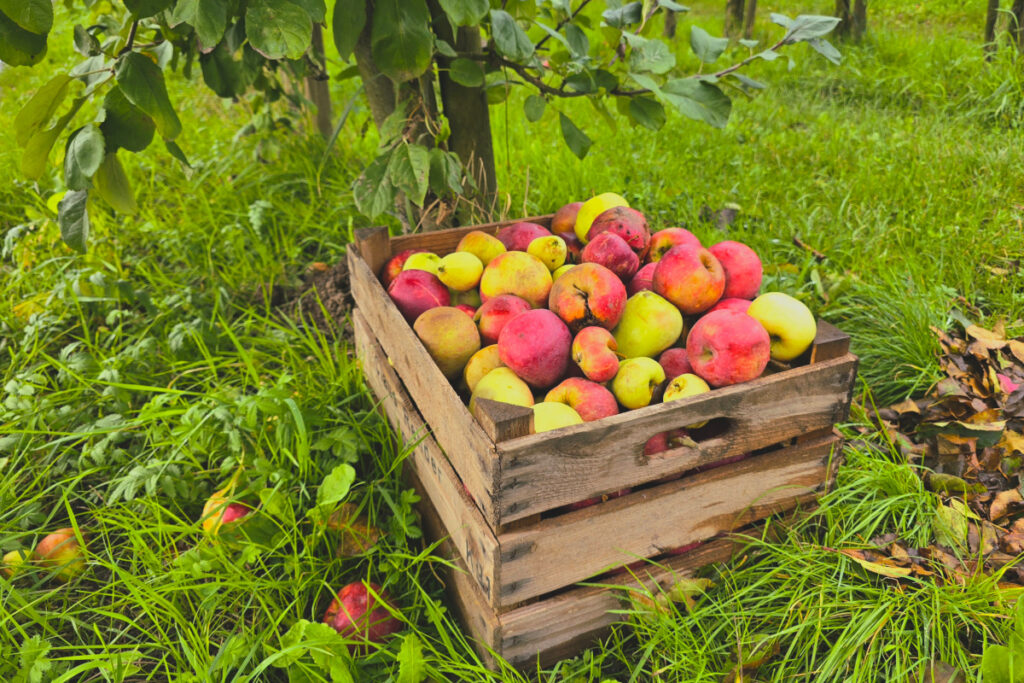 Falläpfel auf der Plantage