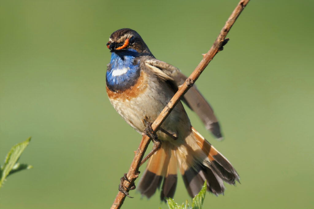 Blaukehlchen im Moor