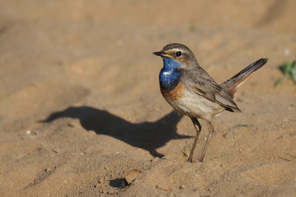 Blaukehlchen im Sand