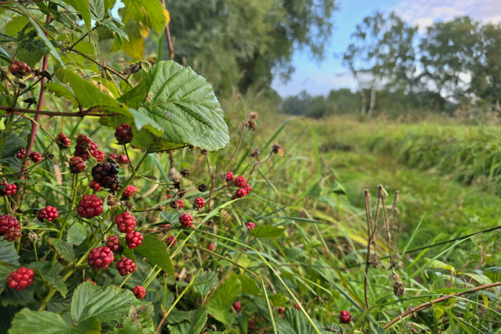 Brombeeren im Moor