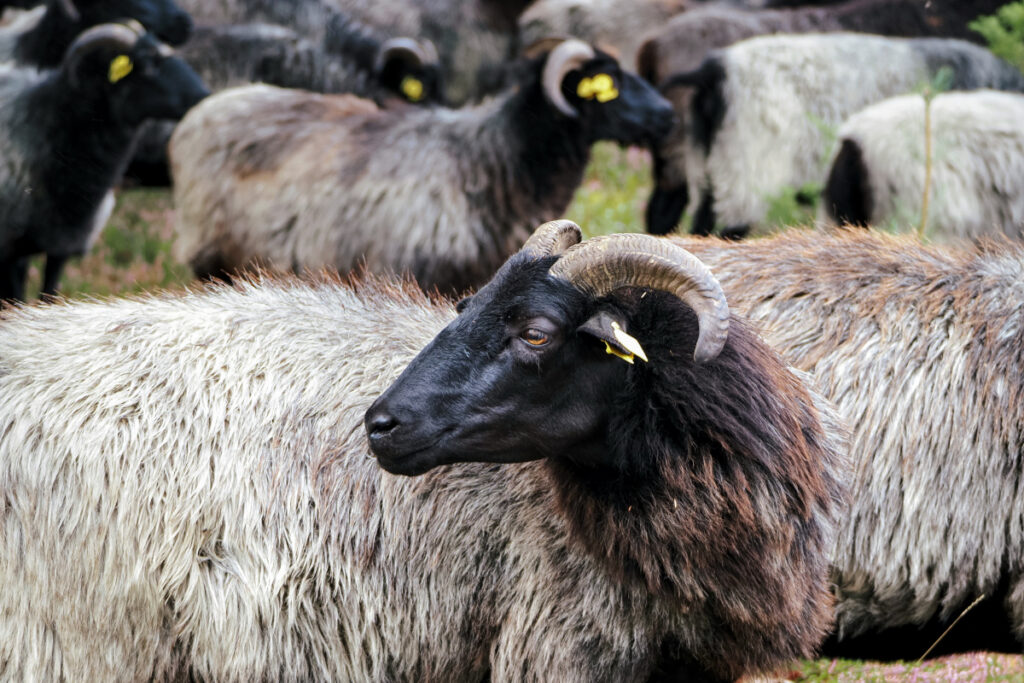 Heidschnucken in der Heide