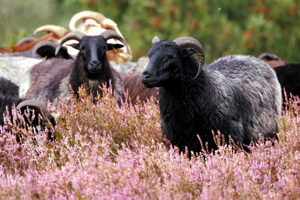 Heidschnucken in der Lüneburger Heide