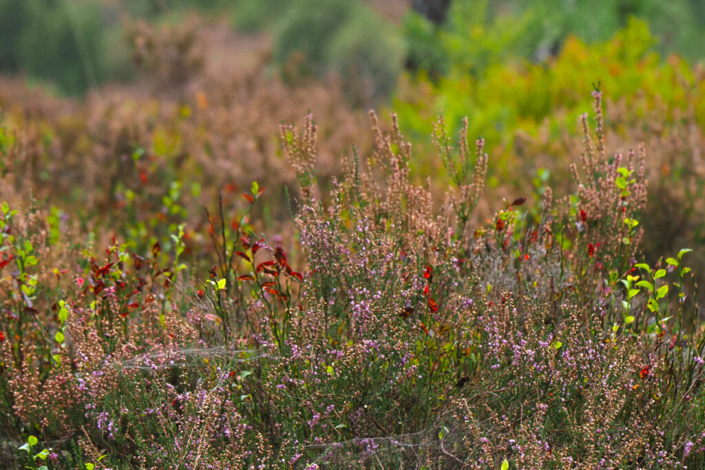 Herbstliche Heide