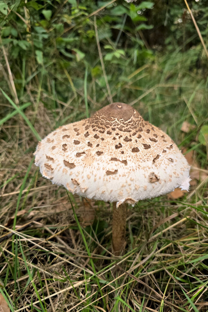 Parasol auf der Wiese