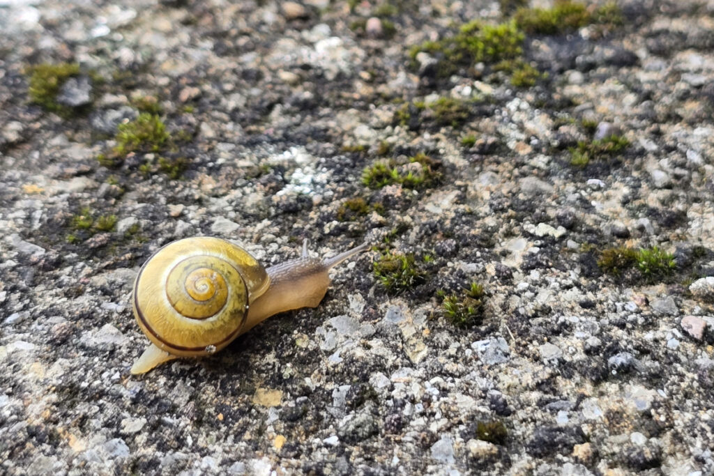 Schnecke auf der Mauer