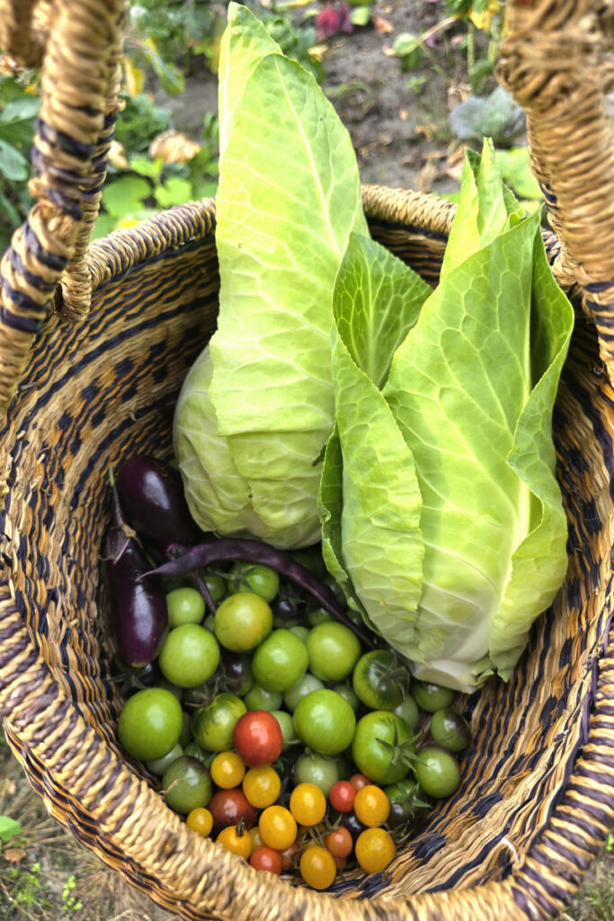 Erntekorb mit Spitzkohl und Tomaten