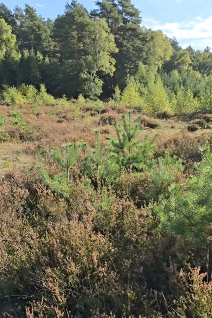 Die Fischbeker Heide vor dem Entkusseln