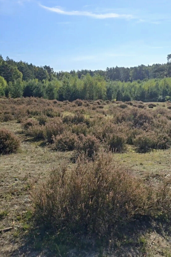 Die Fischbeker Heide nach dem Entkusseln