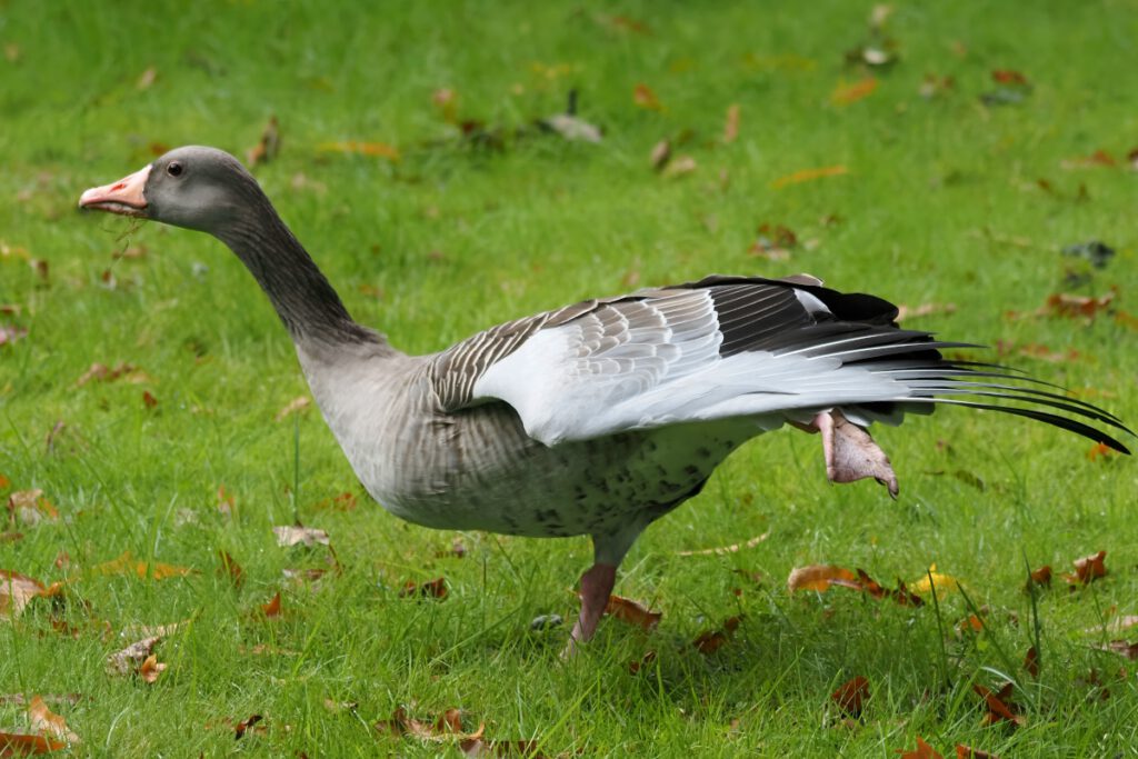 Graugans beim "Yoga"