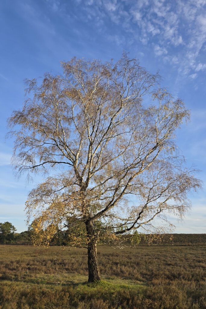 Herbstliche Birke