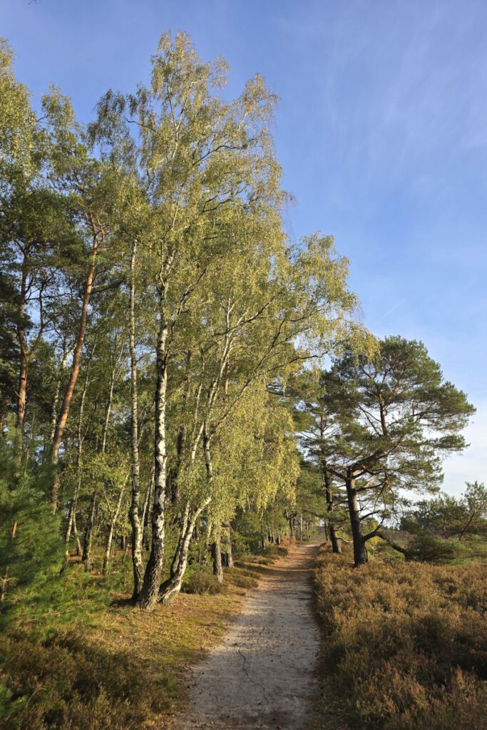 Herbst in der Heide