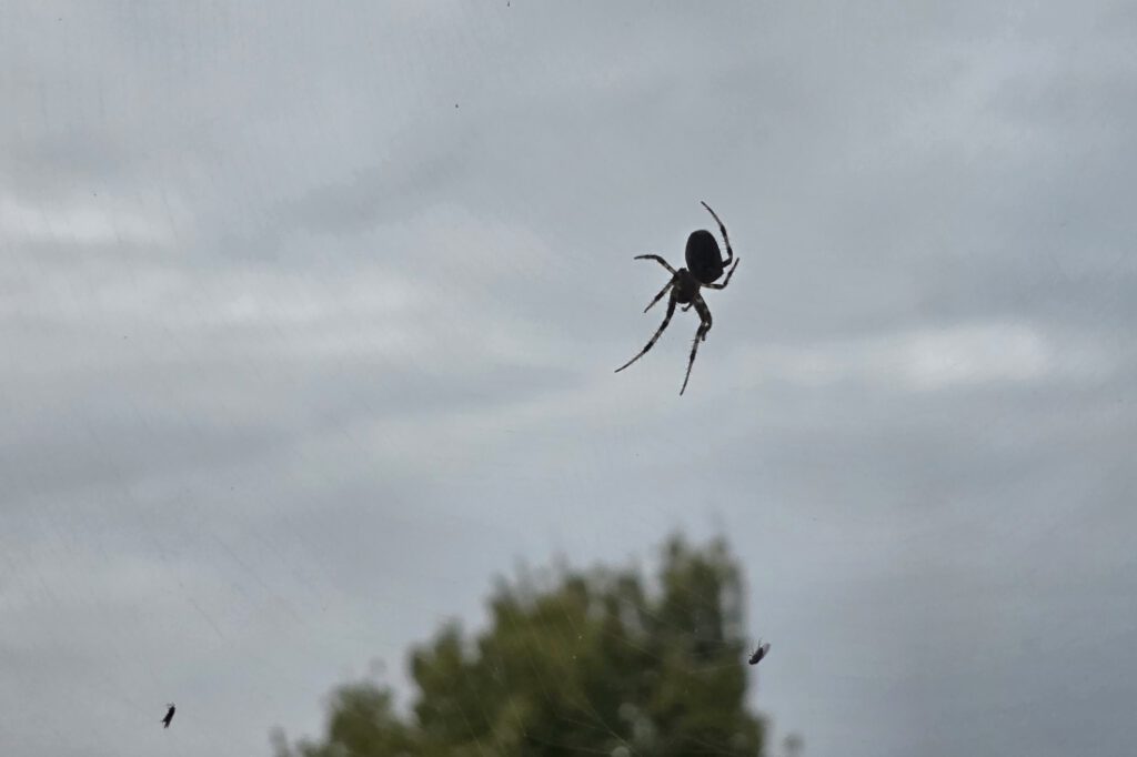 Kreuzspinne
